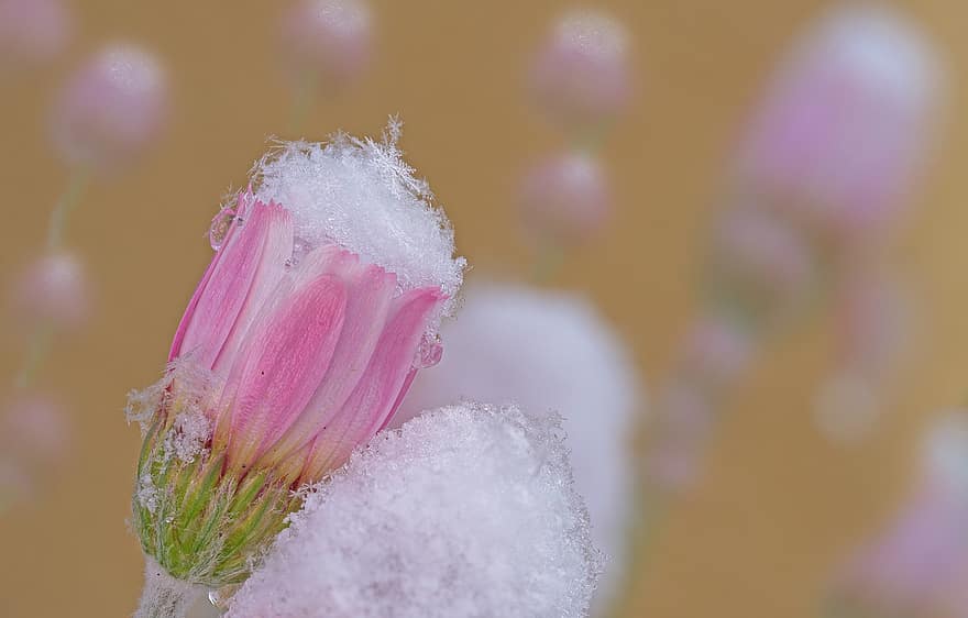 Rhodante, Snow, Blossom, Bloom, Winter, Season, Macro, close-up, flower, plant, petal
