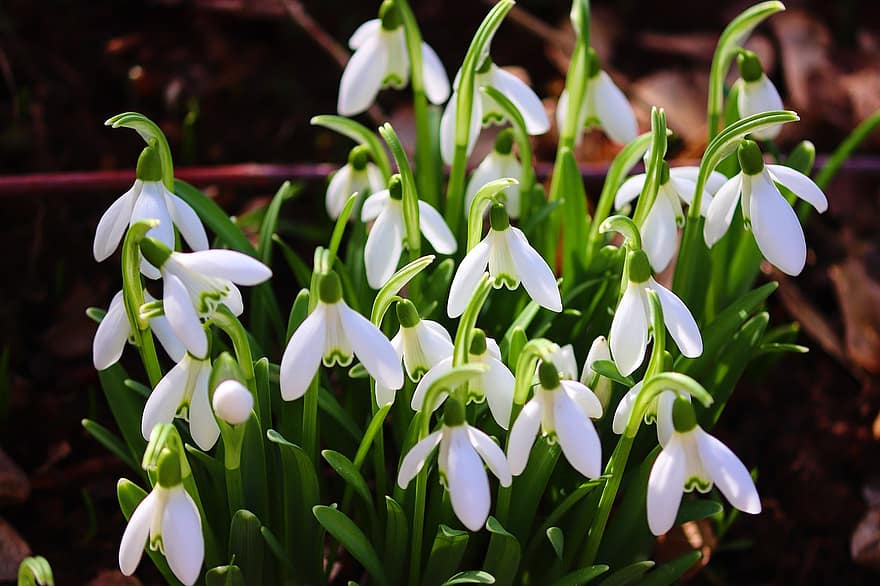 Snowdrop, Spring, Signs Of Spring, Early Bloomer, White, Nature, Snowdrop Spring, Flower, Flowers, Plant, Forest