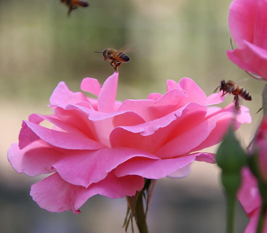rosa, fiore, api, pianta, petali, rosa Rosa, fiore rosa, petali di rosa, fioritura, fiorire, flora