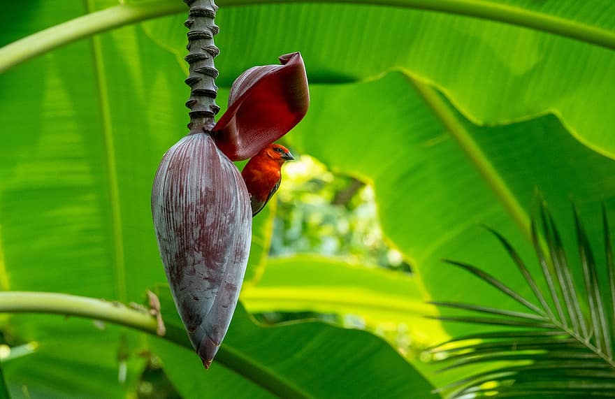 Seychellen kardinaal, Rode mus, bananenbloesem, bananenblad, bloesem, fabriek, banaan, bloemen, boom
