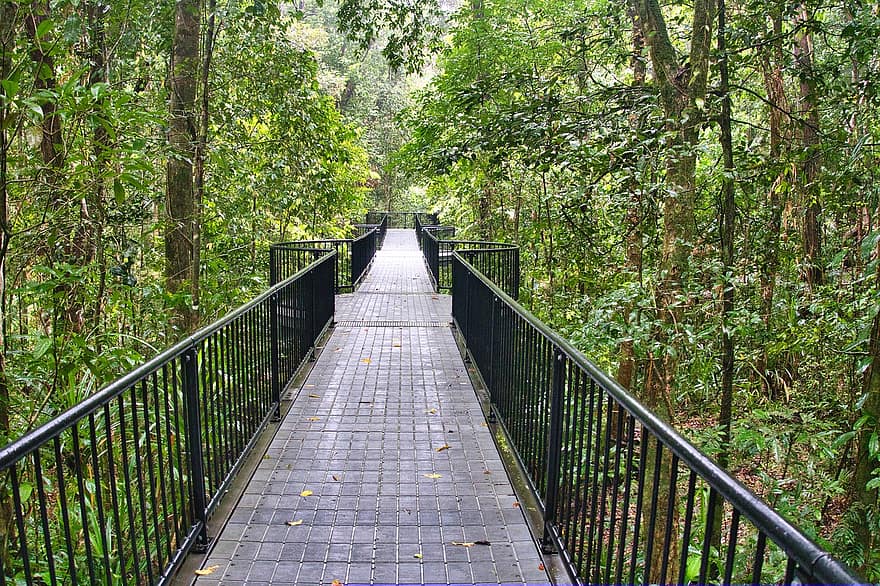 мост, дощатый настил, лес, леса, тропинка, дерево, пейзаж, зеленого цвета, пешеходный мост, приключение, тропический лес