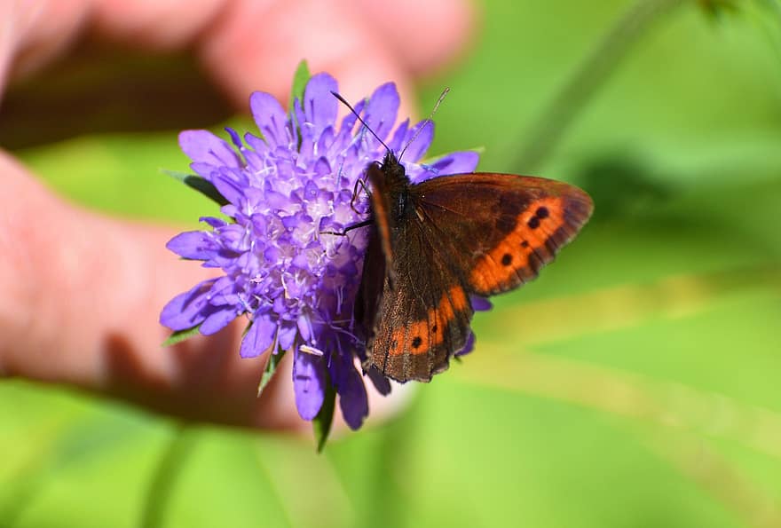 kupu-kupu, serangga, menyerbuki, bunga, penyerbukan, mekar, berkembang, alam
