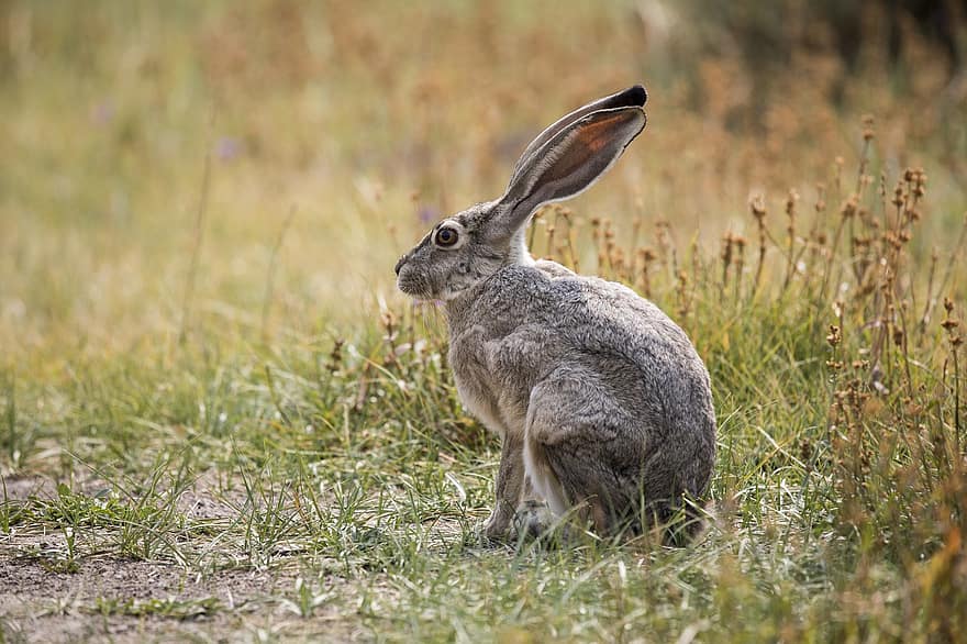 Hare, Rabbit, Bunny, Animal, Nature, Cute, Wildlife, Grass, Bunny Ears, Mammal, Animal World