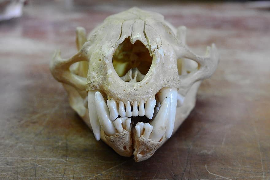 череп, передние зубы, зубы, кошачий