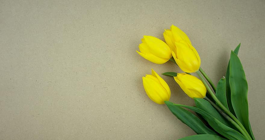 Tulpen, Knospen, flach liegen, Hintergrund, Frühling, Blumen, frische Blumen, gelbe Tulpen, Geburtstag, Jahrestag, Valentinstag