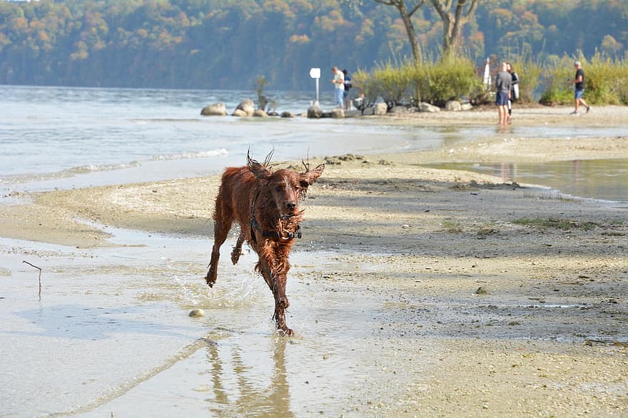 cão, animal, canino, de praia, areia, molhado, pele, focinho, mamífero, retrato de cachorro