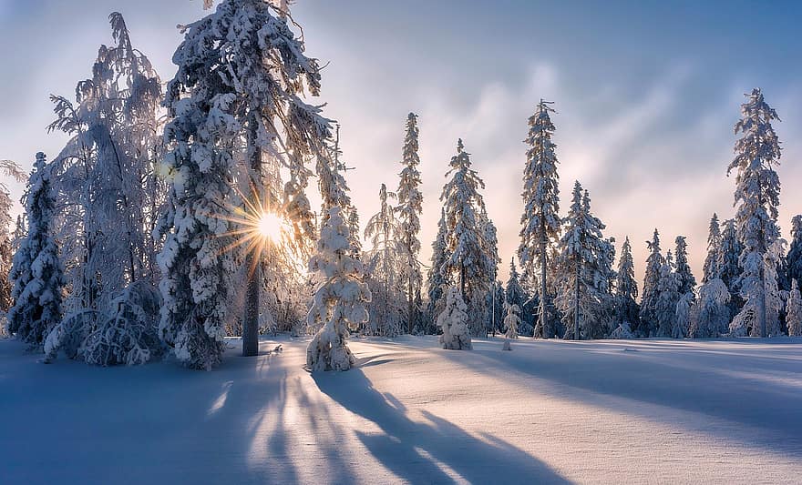 drzewa, las, Las, śnieg, zimowy, drzewko świąteczne, wakacje, gwiazda, promień słońca, jodła, słońce