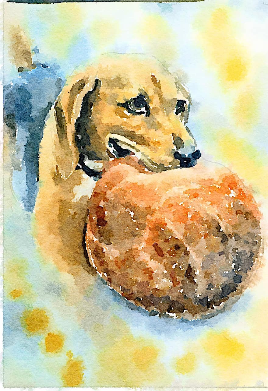 beagle, perro, solo, bola