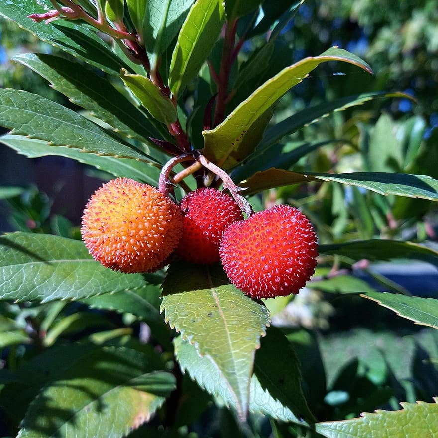 Erdbeerbaum, Früchte, Ast