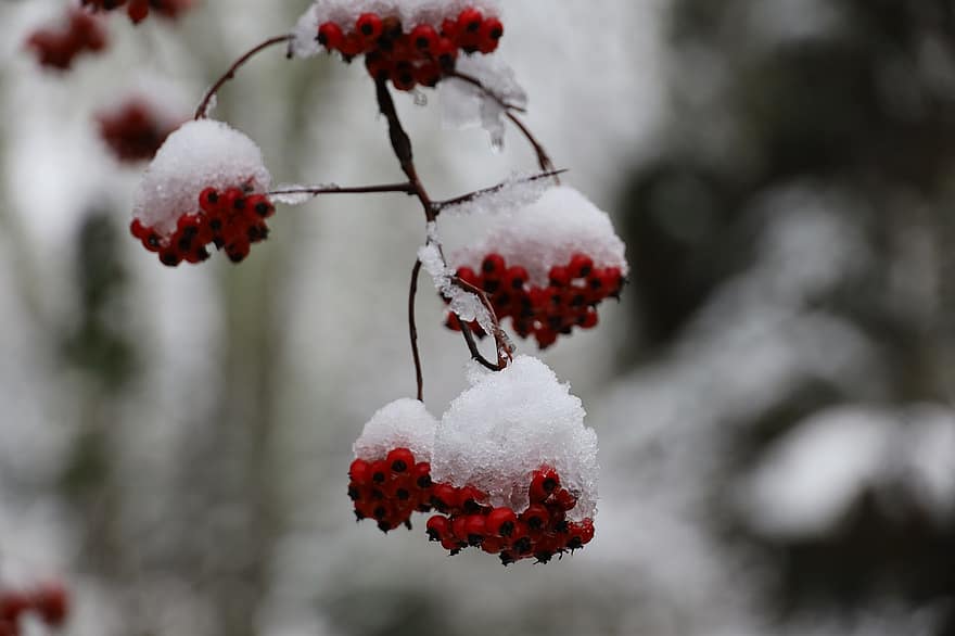 hó, galagonya bogyók, téli, bogyók, piros bogyók, közelkép, ág, évszak, növény, levél növényen, fa