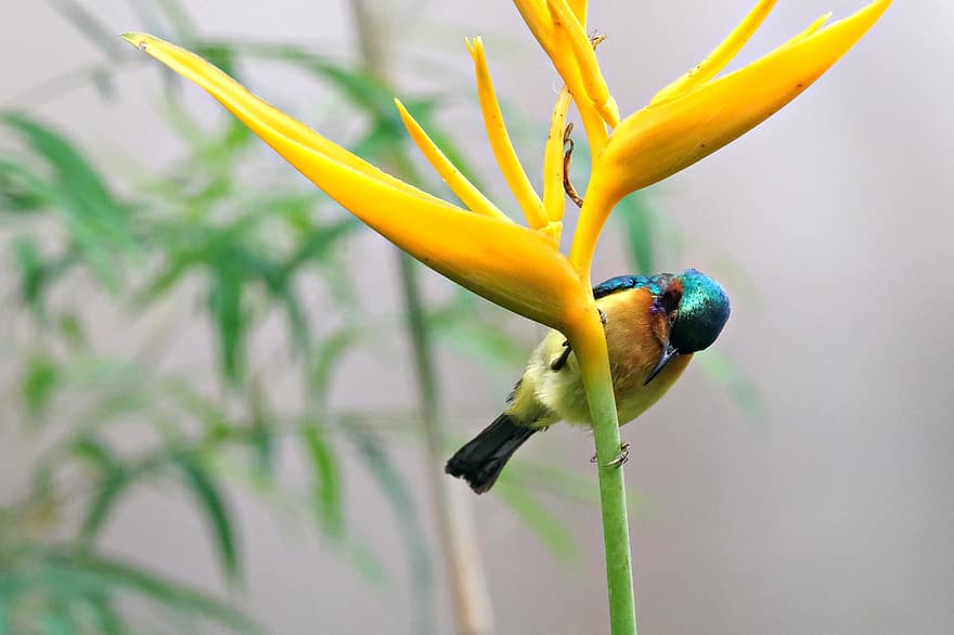 Collared Sunbird, Bird, Animal, Wildlife, Plumage, Heliconia Psittacorum, Flower, Perched, Ornithology, Birdwatching, Fauna