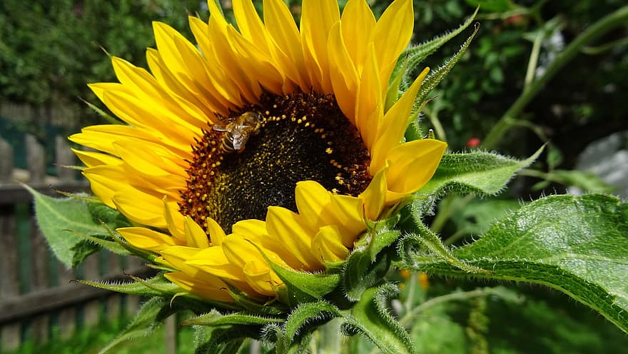 květ, včela, opylování, slunečnice, hmyz, entomologie, rostlina, letní, žlutá, detail, list