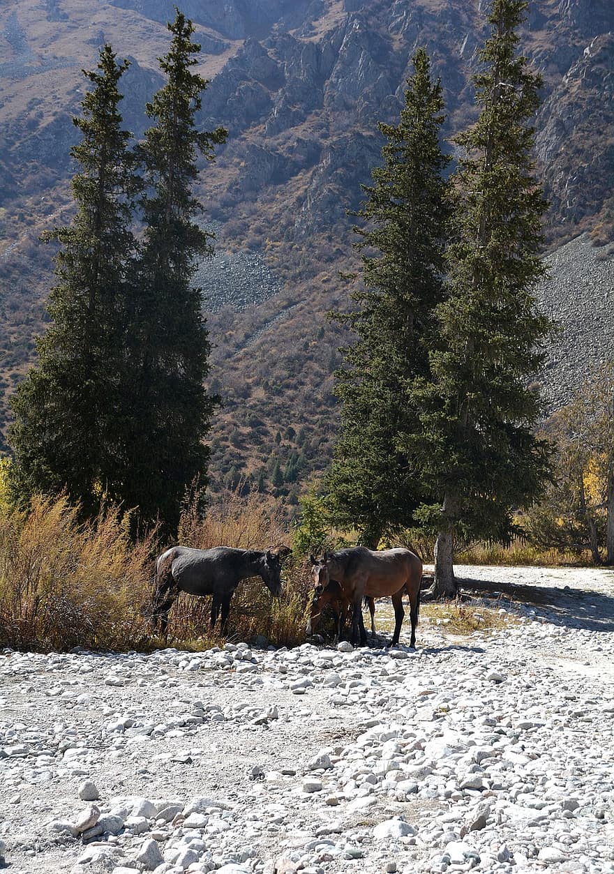 hevoset, Kirgisia, vuoret, luonto, metsä
