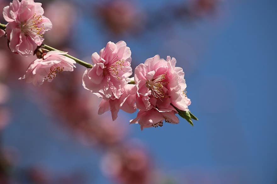 Flors de cirerer, sakura, flors de color rosa, flors, primavera, flora, cirerer, temporada de primavera, florir, flor, primer pla