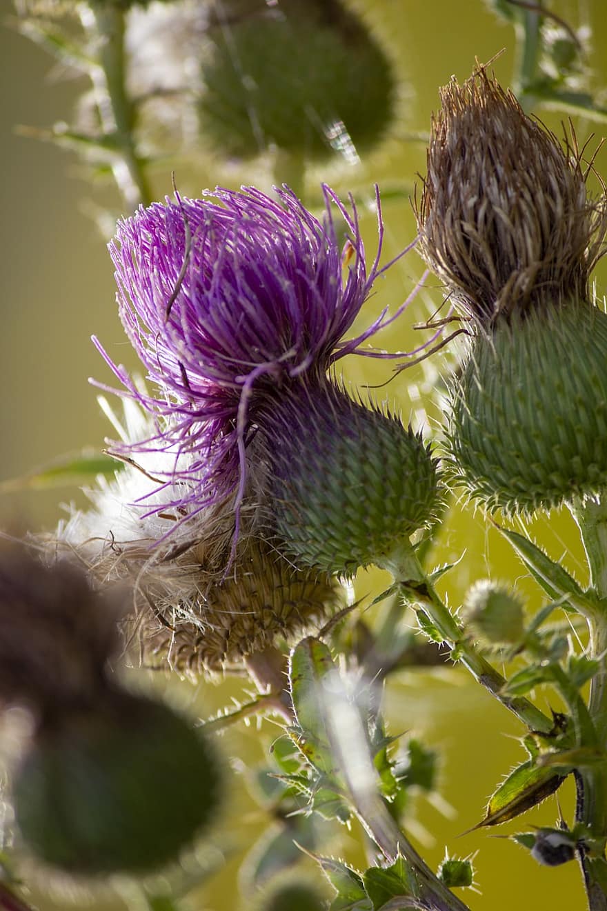 Flowers, Spear Thistle, Thistle, Bull Thistle, Common Thistle, Cirsium Vulgare, Plant, Flora, Nature