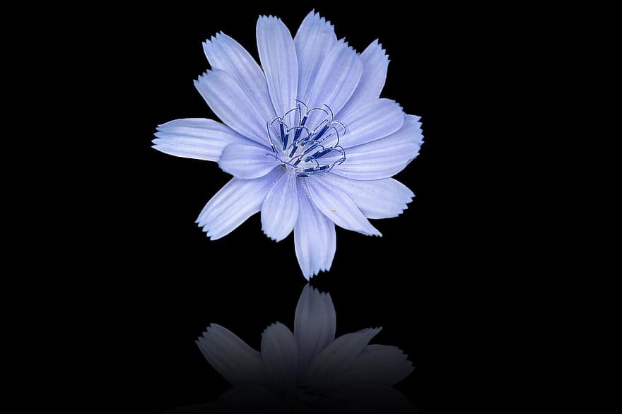 chicory, bunga, menanam, bunga biru, kelopak, berkembang, gelap, refleksi