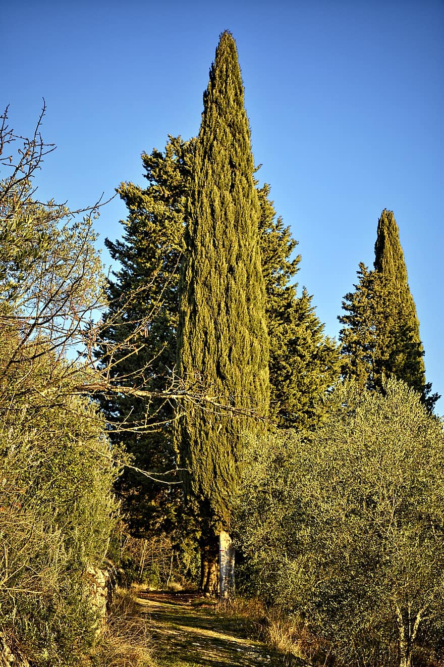 оливковый, кипарис, деревья, сельская местность, Флоренция, Тоскана, Италия, природа
