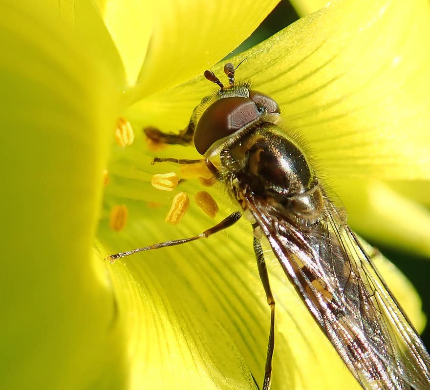 insekt, sväva flyga, makrofotografi, pollen, blomma, Gul Oxalis, växt, trädgård