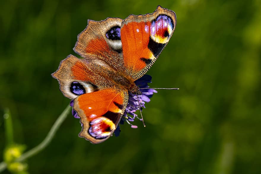 mariposa pavo real, mariposa, flor, pavo real europeo, mariposa colorida, insecto, aglais io, polinización, planta, flora, flor Purpura