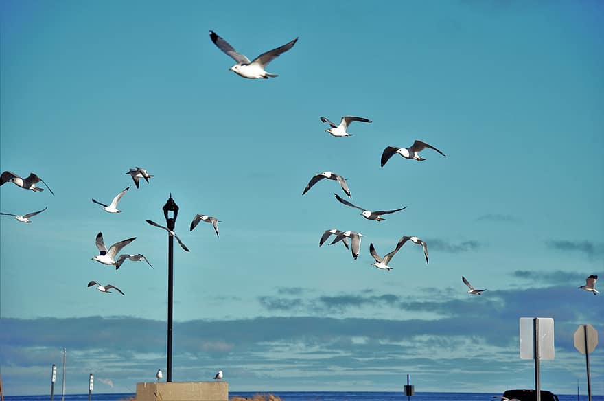 Flock Of Seagulls, Birds, Flying, Frenzied, Shore, Seabirds, Lake, Sea, Ocean, Wildlife, Outdoors