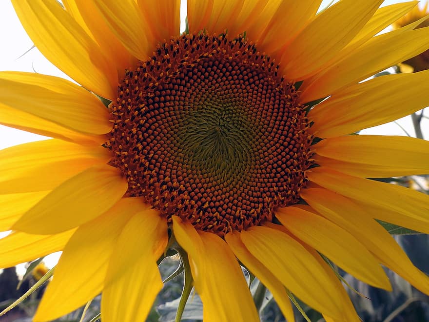 Sunflower, Flower, Plant, Yellow Flower, Petals, Florets, Bloom