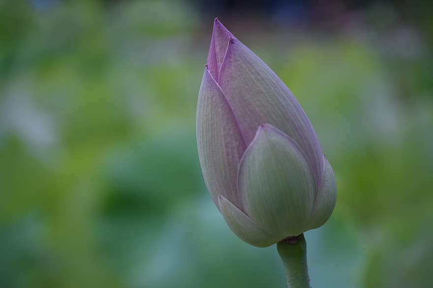 lotus, knopp, nelumbo nucifera, hellig lotus, bønne i India, Egyptian Bean, anlegg, blomst, vannlilje, natur, lilla