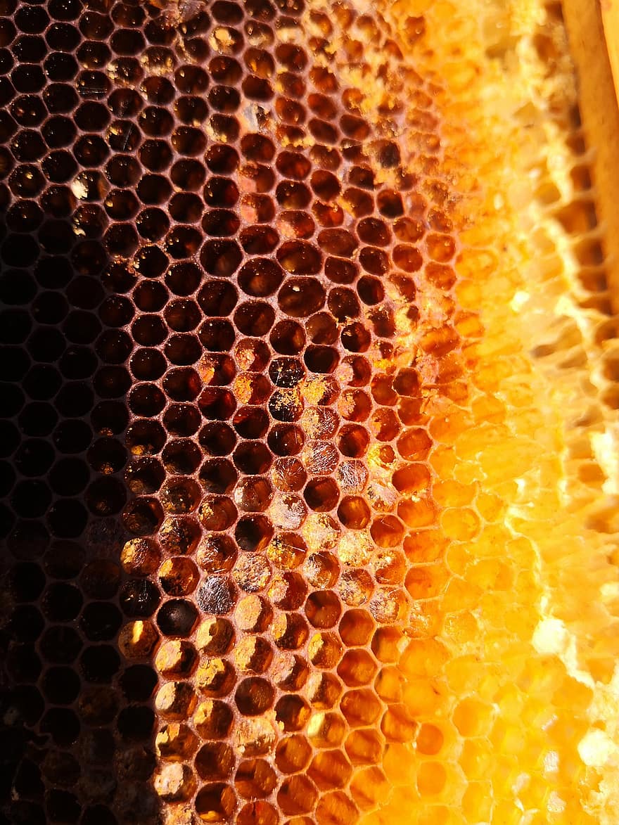 šūnveida, medus, stropu, biškopība
