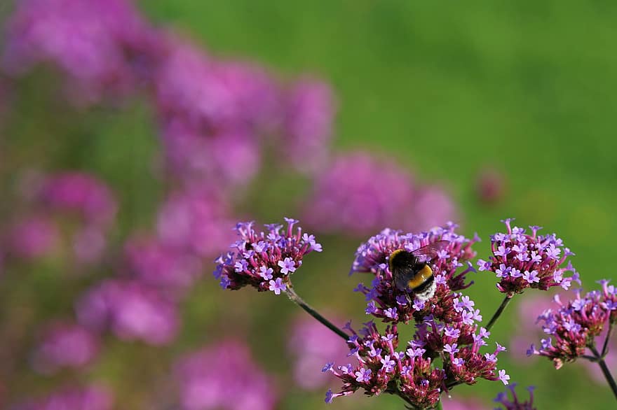 Bumblebee, Bee, Flowers, Vervain, Insect, Purple Flowers, Plant, Meadow, Nature, Summer