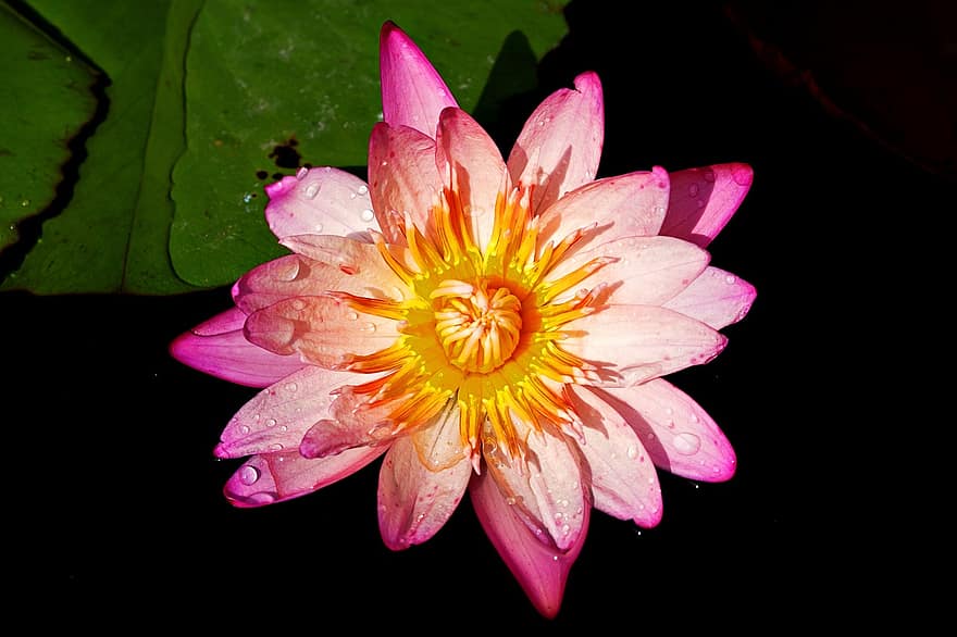 Seerose, Lotus Blume, pinke Blume, Blume, Flora, Natur, Teich, Pflanze, Blütenblatt, Blütenkopf, Blatt