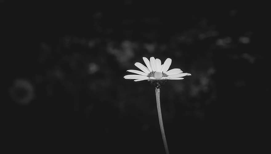Flower, Marguerite, Daisy, Petals, Bloom, Blossom, Flora, Plant, Nature, Black And White