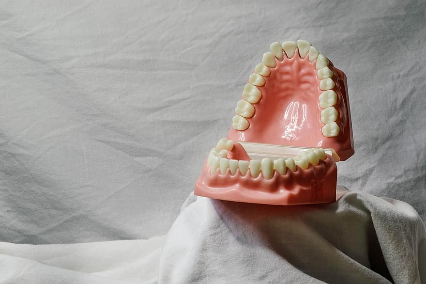 зуби, стоматологічна, стоматологічна модель, рот, модель, Стоматологічний інструмент для навчання, стоматолог, укус, стоматологія