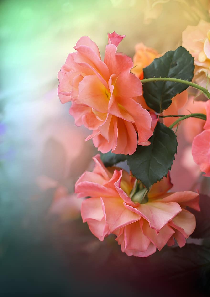 Flower, Flowers, Summer, Nature, Garden, Color, Colors, Pink, Rose, Roses, The Background