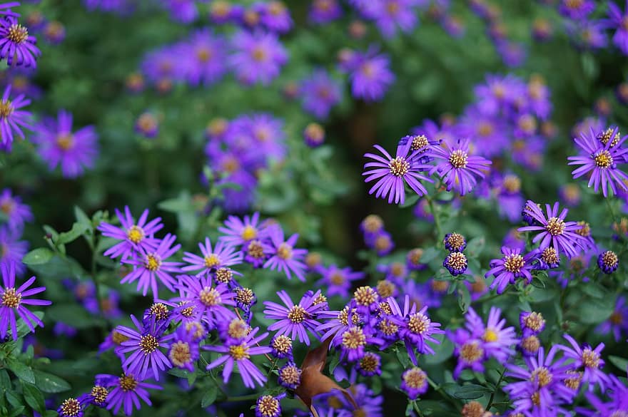 fialové květy, astra, Příroda, rostlina, detail, letní, květ, venku, vícebarevné, okvětní lístek, nachový