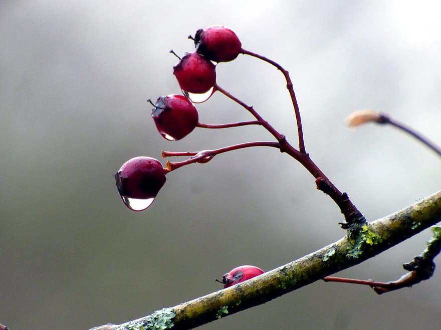 Berries, Branch, Dew, Dewdrops, Droplets, Wet, Fruits, Red Fruits, Tree, Nature
