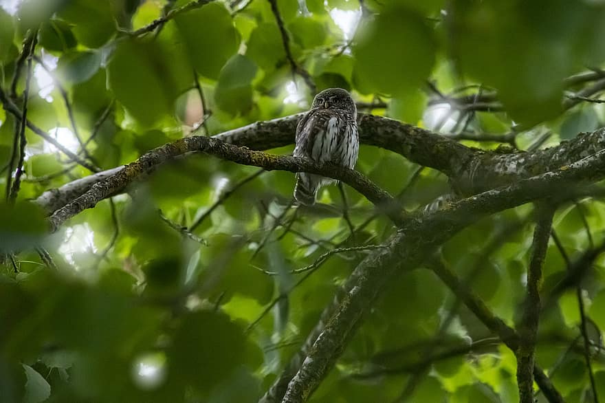 eurasian pygmy ugle, Ugle, der ligger på en gren, ugle, glaucidium passerinum, perched, træ, fugl, næb, fjer, fjerdragt, dyreliv