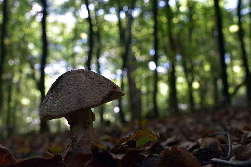 гриб, грибок, ліс, отруйний, лісова підлога, листя, природи