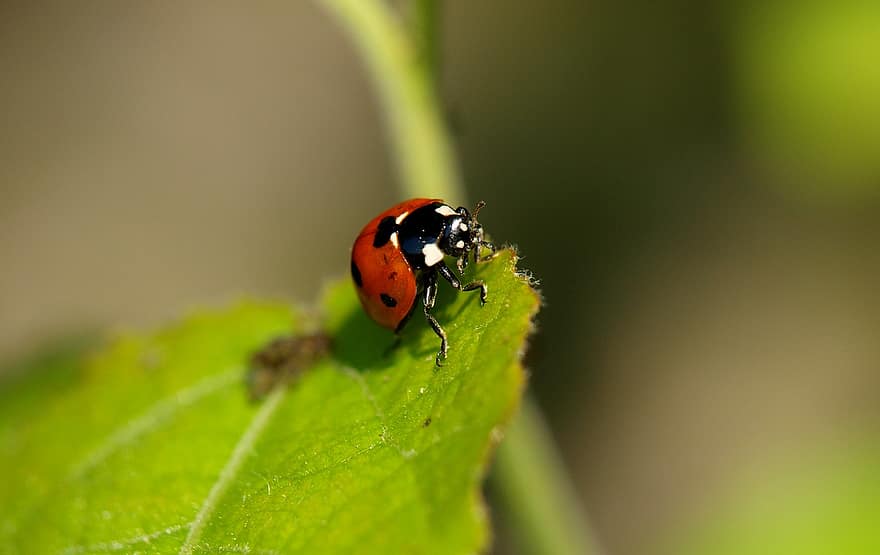 mariehøne, insekt, blad, ladybird beetle, dame biller, bille, dyr, plante, natur