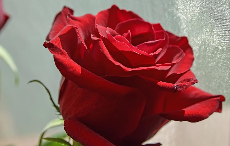 Rosa, flor, planta, Rosa roja, flor roja, amor, símbolo, pétalos, de cerca, pétalo, romance