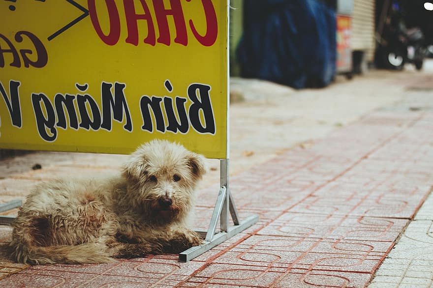jalan, anjing, Vietnam, nha trang, kehidupan kota