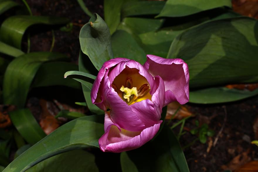 kwiat, tulipan, wiosna, kwitnąć, botanika, Natura, płatki, wzrost, makro, ogród