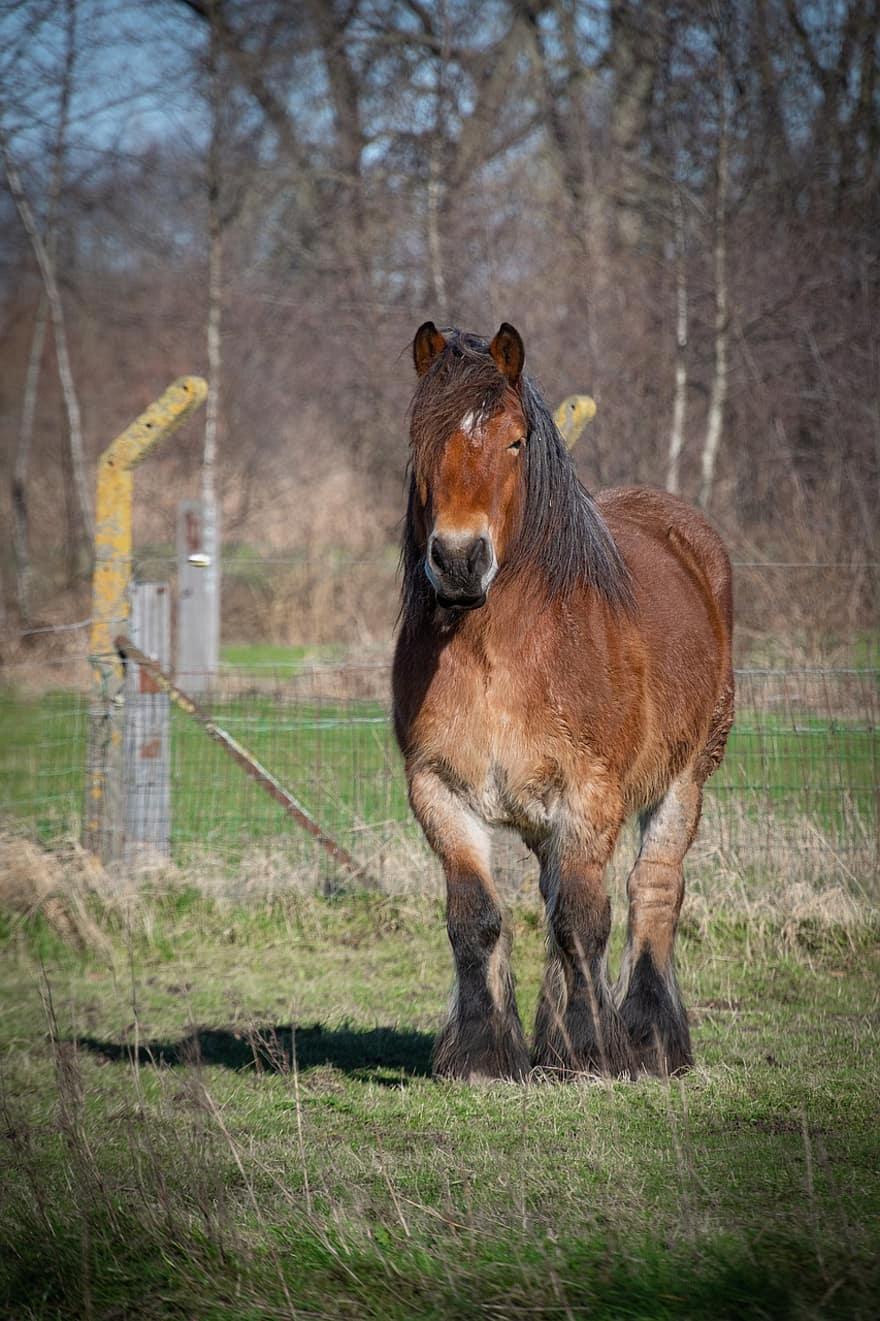 Horse, Brown Horse, Farm Animal, Draft Horse, Mount, Mammal, Farm Horse, Belgian Horse, Equines, Horse Background, farm