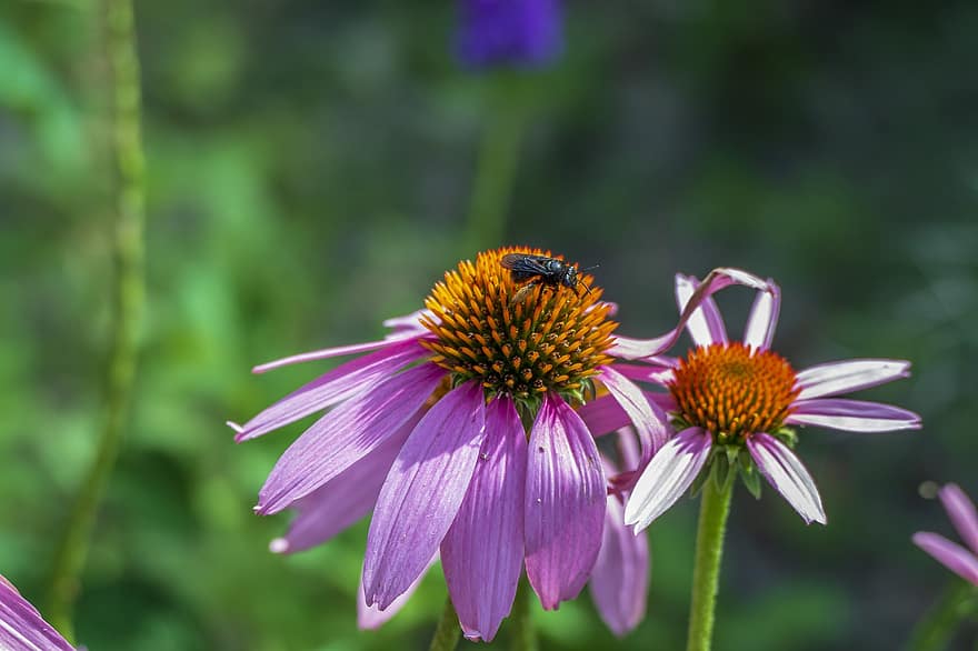 abeja, andar de forma vacilante, abejorro, insecto, animal, fauna silvestre, naturaleza, flor, verano, alas, vistoso