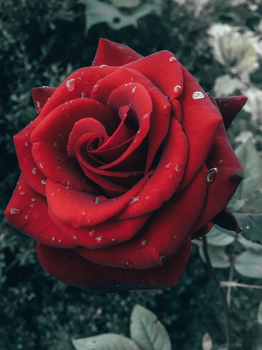 Rose, blomst, dug dråber, rød, rød rose, rød blomst, røde kronblade, kronblade, rosenblade, dug, flor