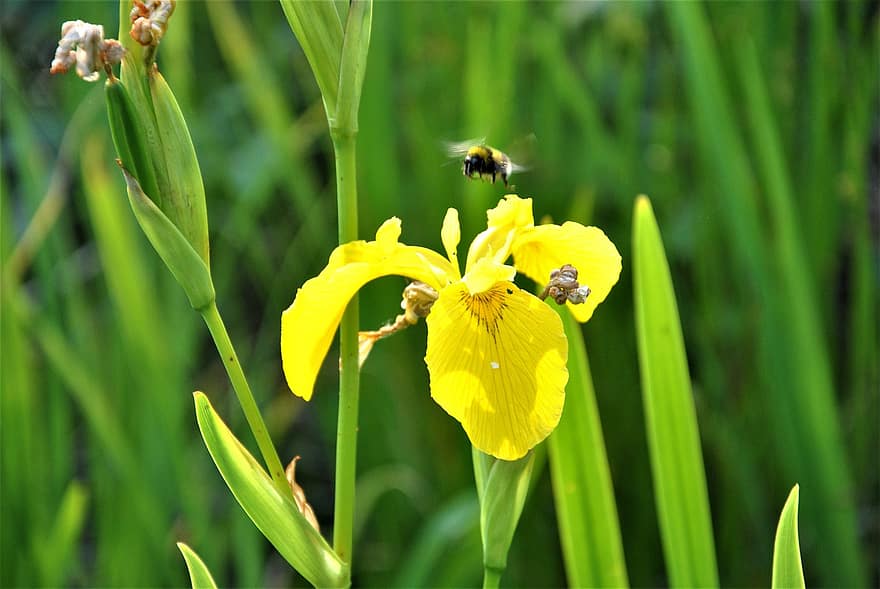 sarı iris, bal arısı, çiçek, sarı çiçek, iris, böcek, yaprakları, sarı yapraklar, Çiçek açmak, bitki örtüsü, doğa