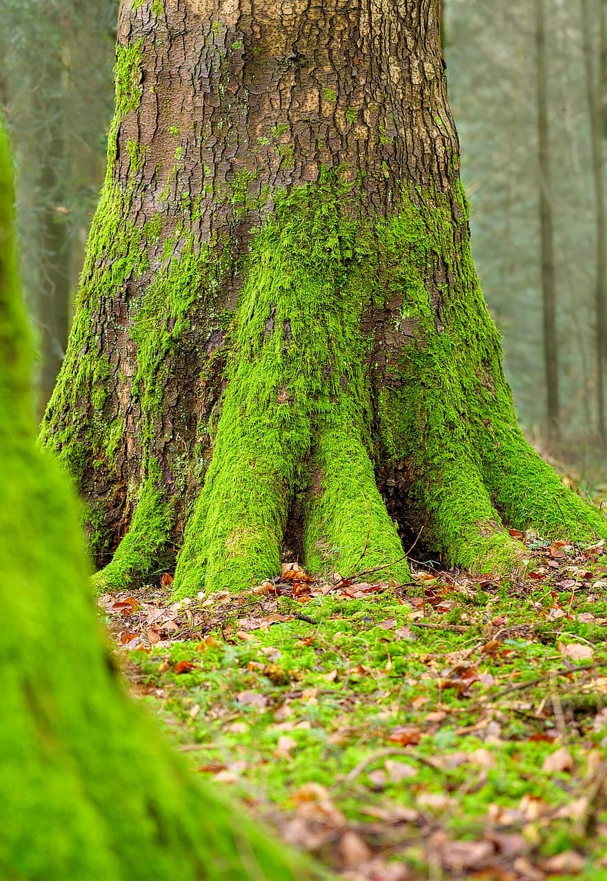 arbre, tronc, molsa, bosc, fulles, fullatge, color verd, full, planta, branca, tronc de l'arbre