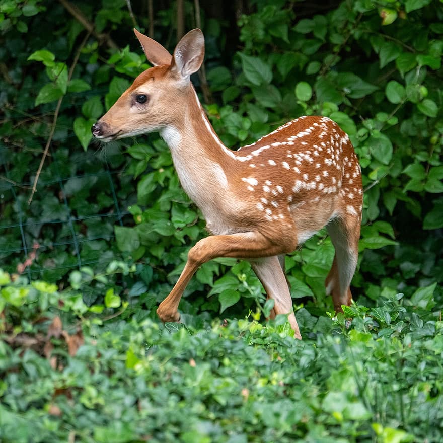 Deer, Fawn, Whitetail, White-tailed Deer, While-tailed, Virginia Deer, Nature, Animal, Saint Charles, Missouri, Outdoors