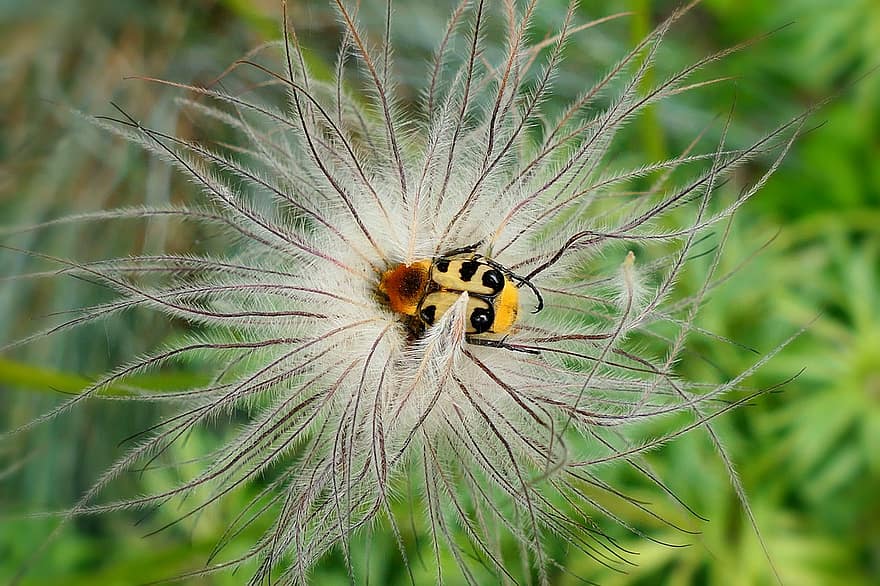 scarafaggio, scarabeo a spazzola fasciato, pennello scarabeo, afide, arancia, punti neri, fiore, natura, insetto, avvicinamento, macro