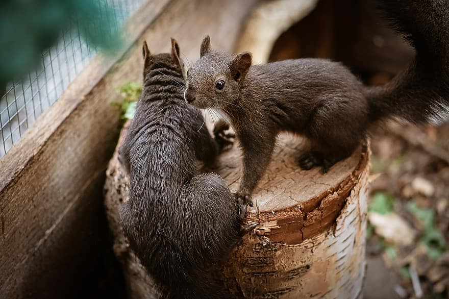 Squirrels, Rodents, Animal, Mammal, Tree, Log