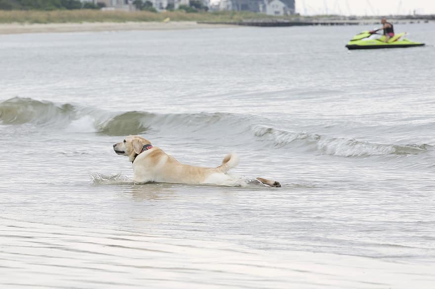 cão, animal, canino, de praia, pele, focinho, ondas, mamífero, agua, retrato de cachorro
