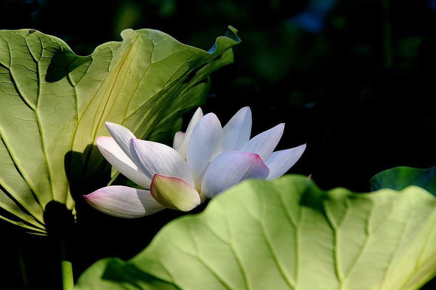 lotus, çiçek, bitki, pembe çiçek, yaprakları, Çiçek açmak, yapraklar, suda yaşayan bitki, doğa, gölet, Yaprak